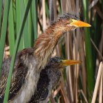 GreenHeron7.jpg