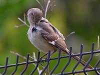 Mockinbird6.jpg