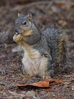 Squirrel.jpg