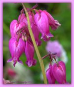 Bleeding Hearts 5-7-2016.jpg