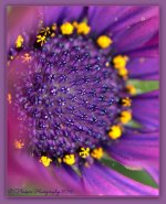 Close Up Purple Daisy 5-7-2016.jpg