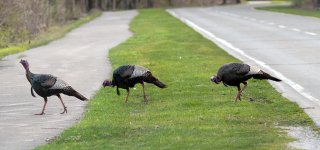 tomturkeys.jpg