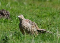 DSC_0232.jpg