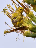 YellowWarbler.jpg