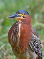 GreenHeron5.jpg