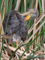 GreenHeron12.jpg