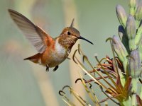 Hummer13.jpg