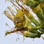 YellowWarbler2.jpg