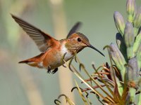 Hummer11_2016_05_08.jpg