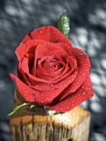 _AAA7740 - Version 2.jpg