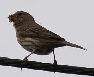 bird on wire.jpg