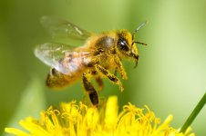 Backyard Bee-101.jpg