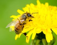 Backyard Bee-102.jpg