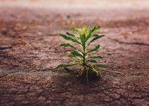 08 May 2016 - Hope Springs Eternal.jpg