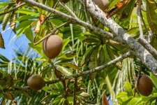 Naples,Botanical Gardens-8204 (1000x667).jpg