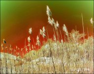 5-6-16 Penninsula IR    12sm.jpg