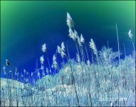 5-6-16 Penninsula IR    12.1sm.jpg