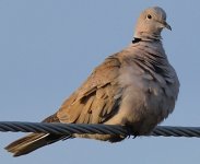 dove on a wire.jpg