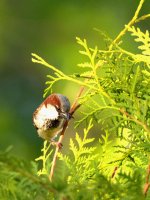 DSC_2081 -1.jpg