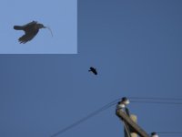 BIF Crow DSC_2060 -1.jpg