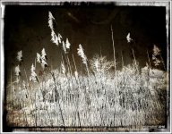 5-6-16 Penninsula IR    12.3sm.jpg