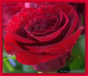 Red Rose #2 5-8-2016.jpg