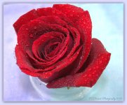 Red Rose Blue Background 5-8-2016.jpg