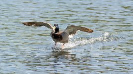 May 08, 2016-0120-Edit.jpg