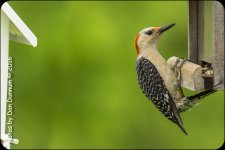 Afternoon feeders-6907.jpg