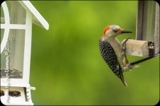 Afternoon feeders-6913.jpg