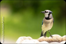 Afternoon feeders-6917.jpg
