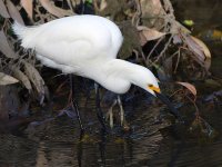 Egret.jpg