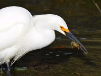 Egret3.jpg