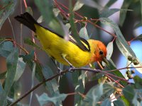 Tanager3.jpg
