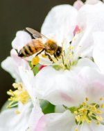 Backyard Bee-103.jpg
