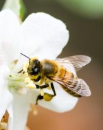 Backyard Bee-104.jpg