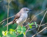 Mockingbird-1001.jpg