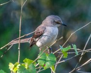 Mockingbird-1003.jpg
