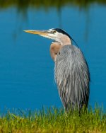 GBH-1001.jpg