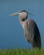 GBH-1002.jpg