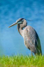 GBH-1003.jpg