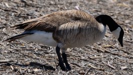 goose.jpg