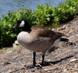 goose2.jpg
