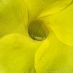 yellow flower-2.jpg