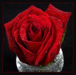 Red Rose in a White Bowl 5-10-2016.jpg