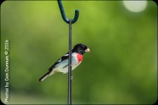 Mid Day Birds-6997.jpg