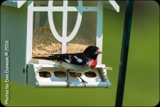 Mid Day Birds-7009.jpg