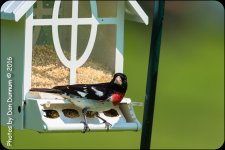 Mid Day Birds-7020.jpg