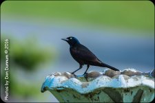 Mid Day Birds-6956.jpg