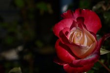 DSC_2544.jpg